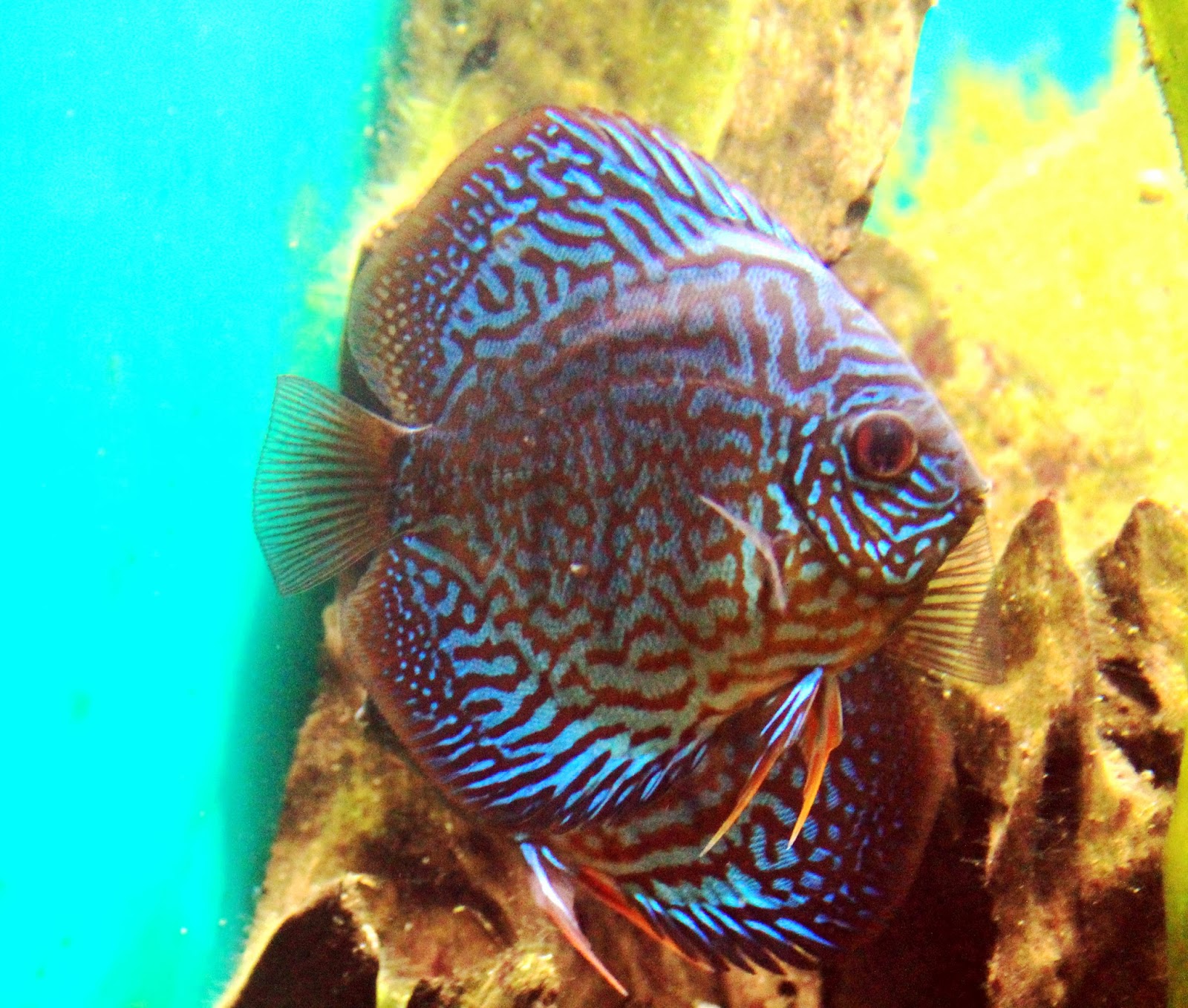fish share: SYMPHYSODON FISH PICTURES 6