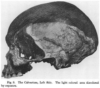 punin skull