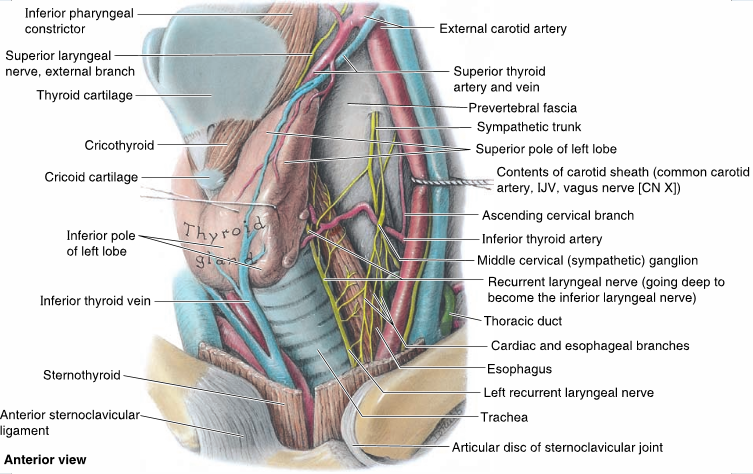 Human anatomy thyroid gland