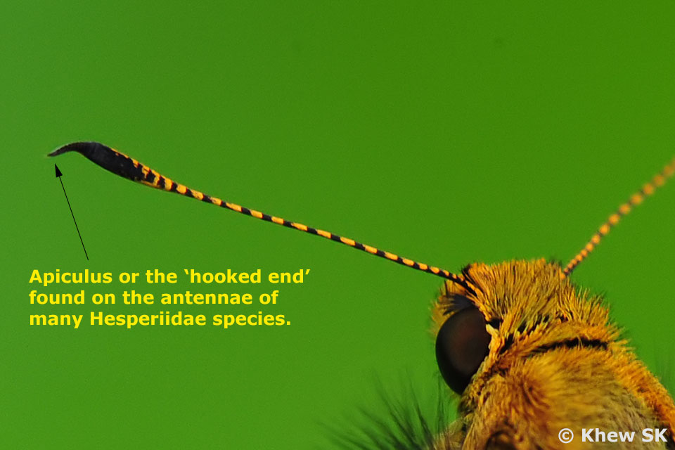 Butterflies of Singapore The Butterfly Antennae