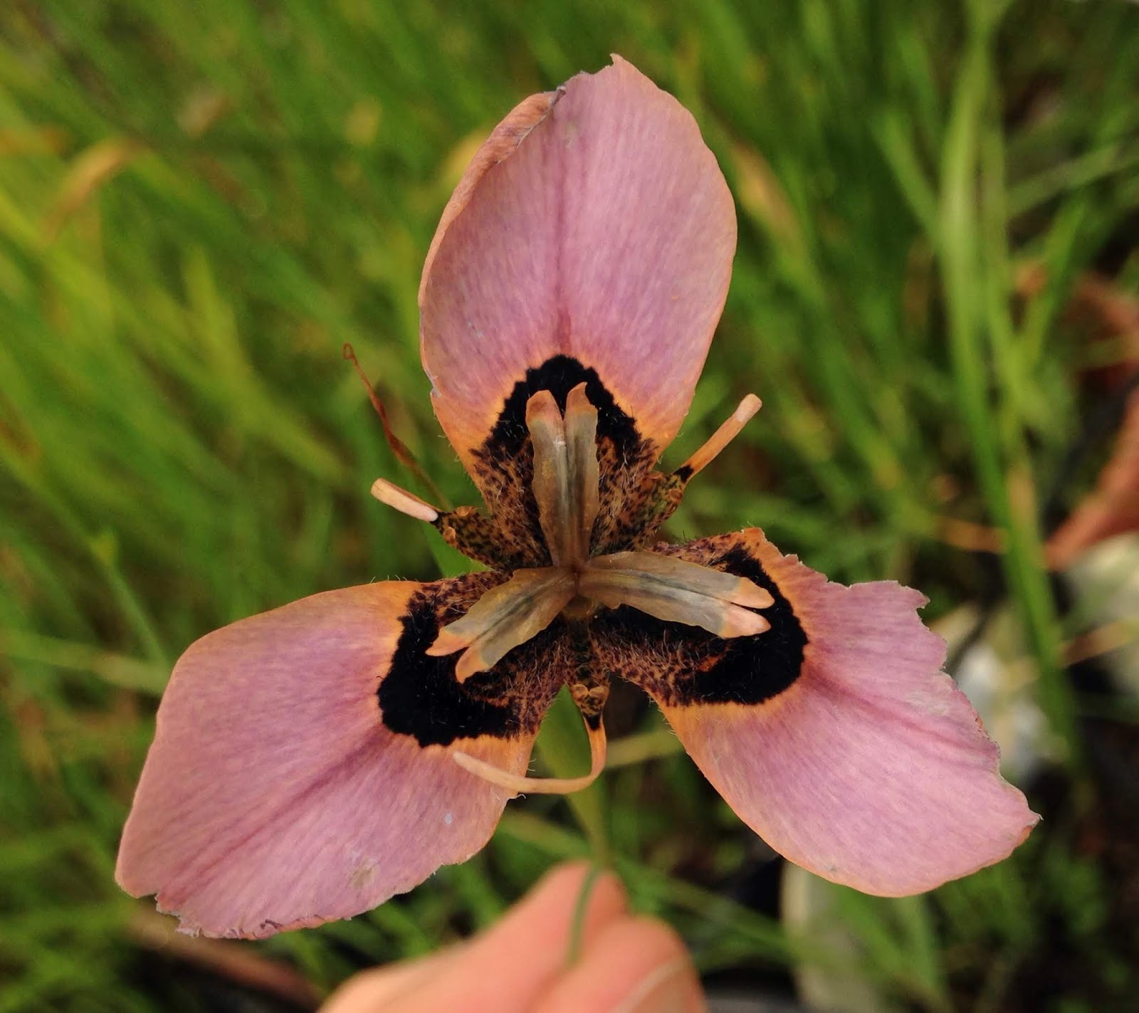 Growing Cool Plants Moraea MM 11116