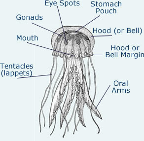 diagram of a jellyfish