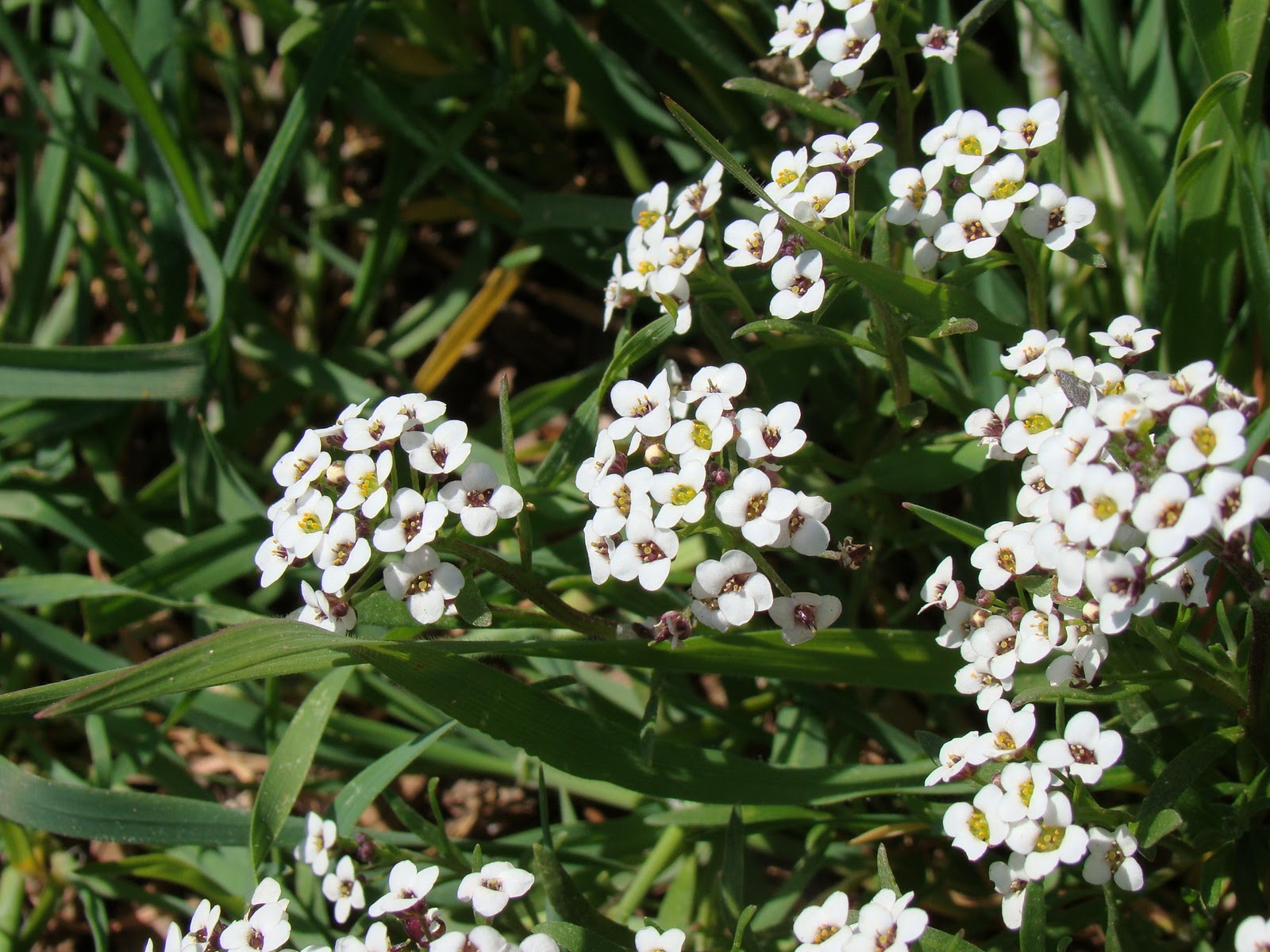 Leaves of Plants Sweet Alyssum