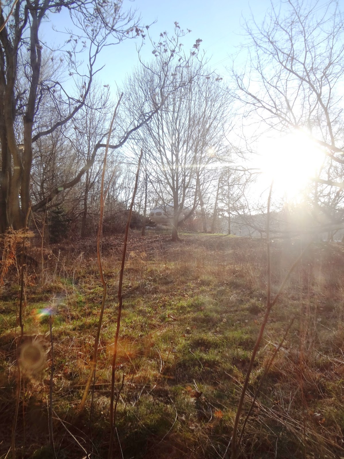 spaceship in the Berlin woods