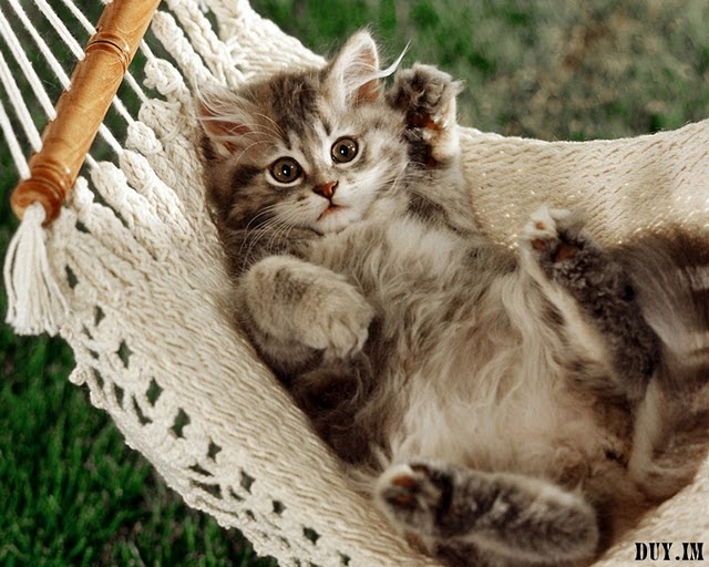 ABDULMUIN: Kucing yang Cute (34 gambar)