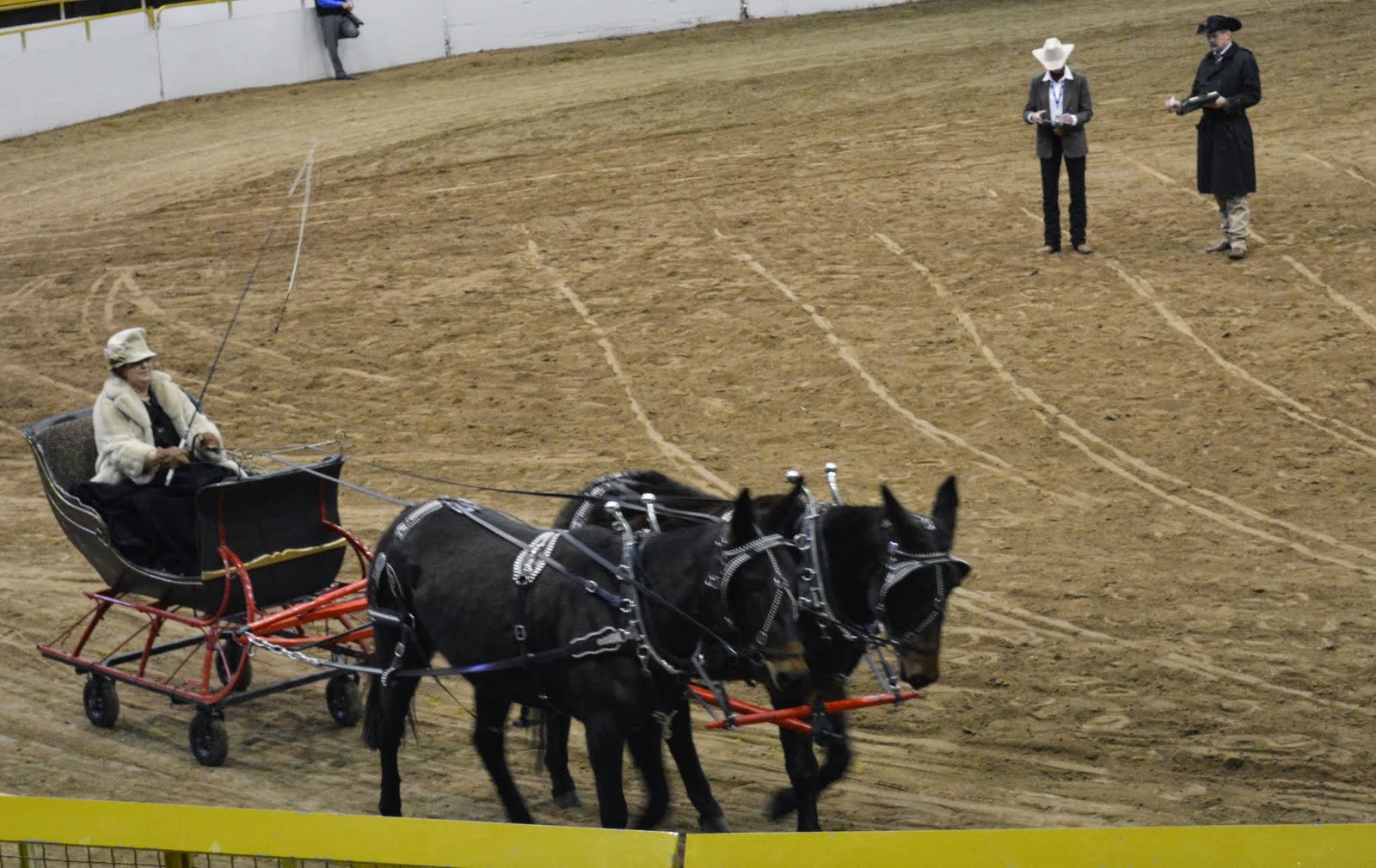 Mille Fiori Favoriti Draft Horse Show at the National Western Stock