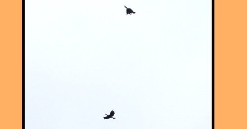 Terranum Hillside Fishing Farmstay Burung Enggang Badak