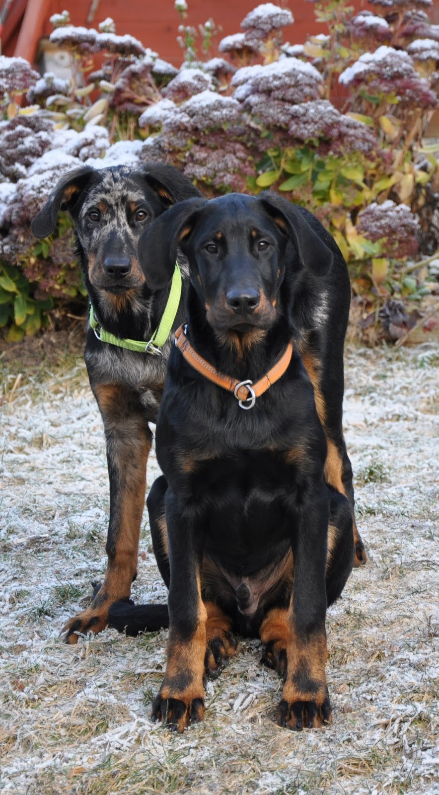Beauceron Kennel GooseWood's Affrique och Bosc