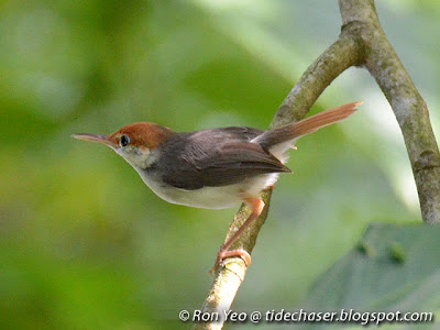 Rufous-tailed Tailorbird (Orthotomus sericeus)