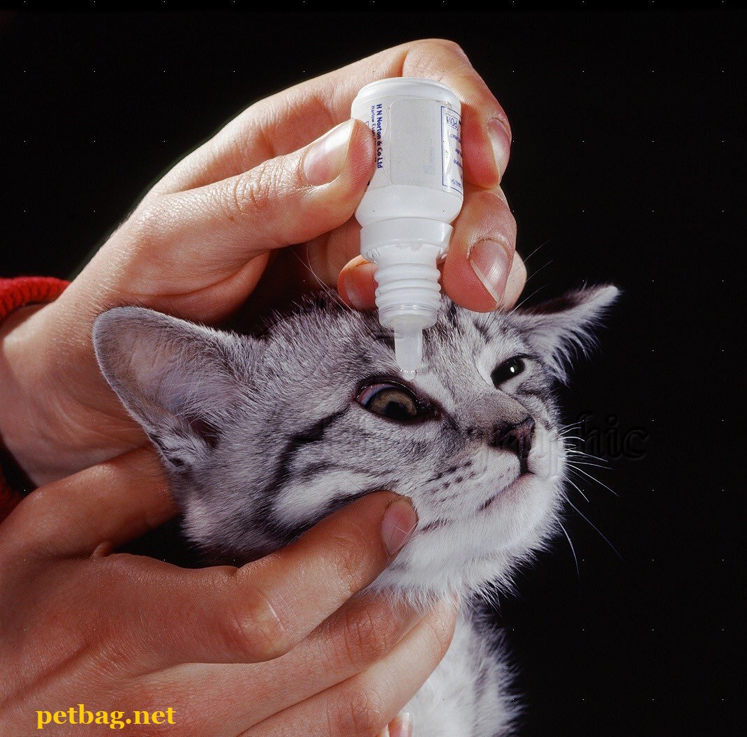 مرض دموع عيون القطط - Epiphora .. ما السبب وما الحل