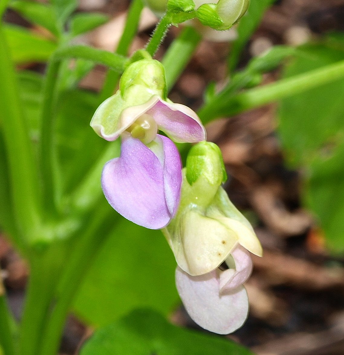 Mark's Veg Plot Bean flower collection