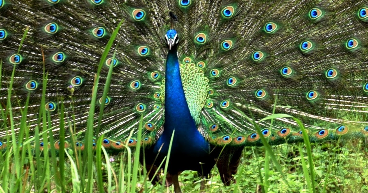 Serendipity The Peacocks are rising in numbers and urgent action is