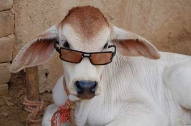 Bakra-Eid-Cow-with-Sun-Glasses-903-746740.jpg