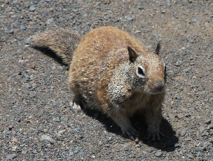 Squirrel Squirrel