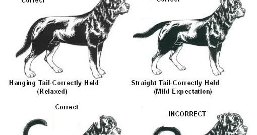 Rottweiler's Kingdom: Rottweiler's Tail Standard