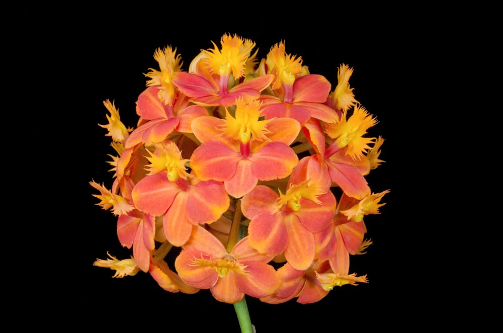 The Wayward Hawaiian: San Diego County Orchid Society Show AOS Awards