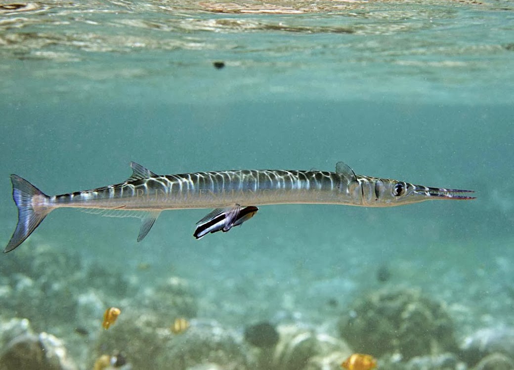 Needlefish Fishes World HD Images & Free Photos