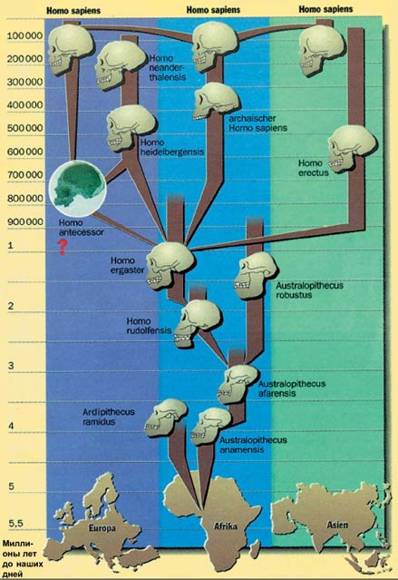 Эволюция древа 181. Родословное Древо человека Антропогенез. Эволюционное Древо человека. Филогенетическое Древо гоминид. Эволюционное дерево гоминид.