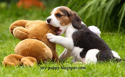 Toy Dog Puppies Pictures