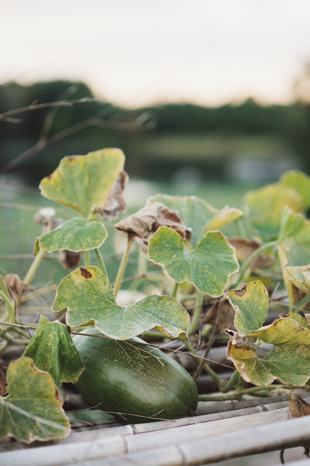 Spiraea Vanhouttei Stock Photos Spiraea Vanhouttei Stock Images