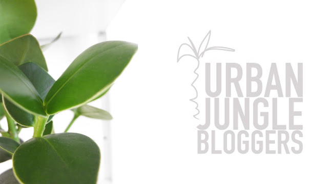 http://www.urbanjunglebloggers.com/november-2015-plantshelfie/
