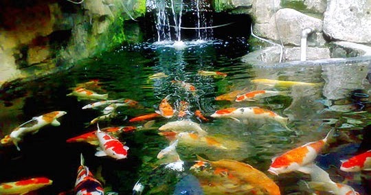 Cara mudah membuat kolam ikan koi Cara mudah membuat kolam ikan koi