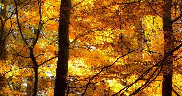 Autumn wood | Backyards Click