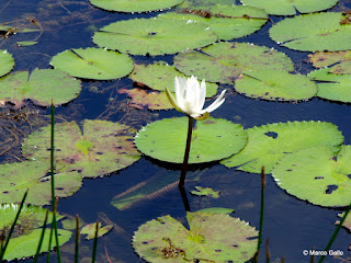 PULAU UBIN, PARAÍSO NATURAL. SINGAPUR