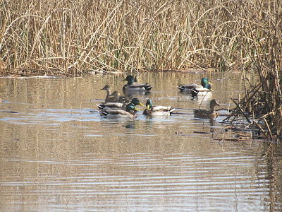 Sacramento National Wildlife Refuge