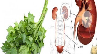 Manfaat Daun Seledri Bagi Ginjal Dan Cara Mengolahnya Kaskus