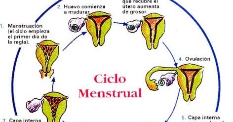 ciclo menstrual para niños de primaria ciclo menstrual para niños de primaria