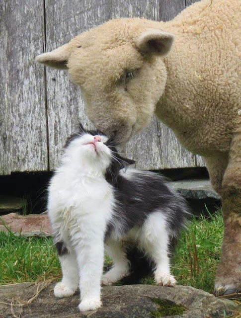 cat and sheep love