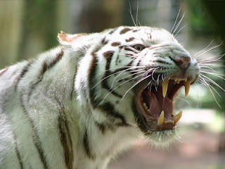 Mustika Harimau Putih Prabu Siliwangi