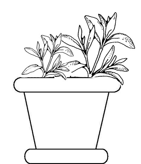 Potted Plants Coloring Pages