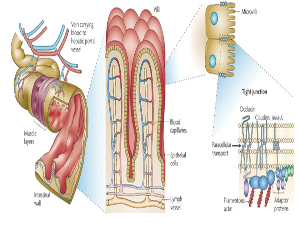 SONU ACADEMY HUMAN DIGESTIVE SYSTEMPART5TEXT