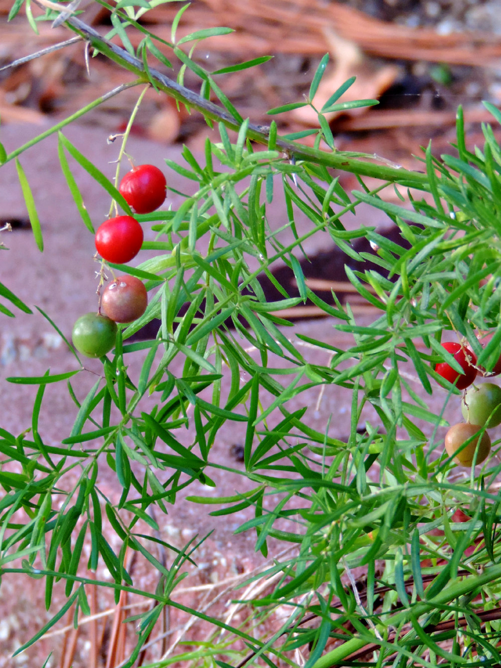 Garden Pic Wednesday Asparagus Fern Berries