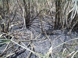 Residentes en Zona Cañera se solidarizan con denuncia del padre Hidalgo sobre quema de campos de caña y miseria en los bateyes