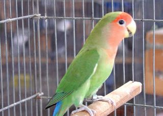 عالم الحيوان فيت انواع طيور الزينة