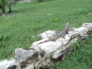 México, qué padre!! - Blogs de Mexico - Dolphin discovery, Tulum y Playa Paraíso (9)