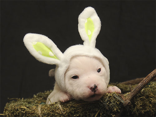 Puppy Predicts : Happy Easter