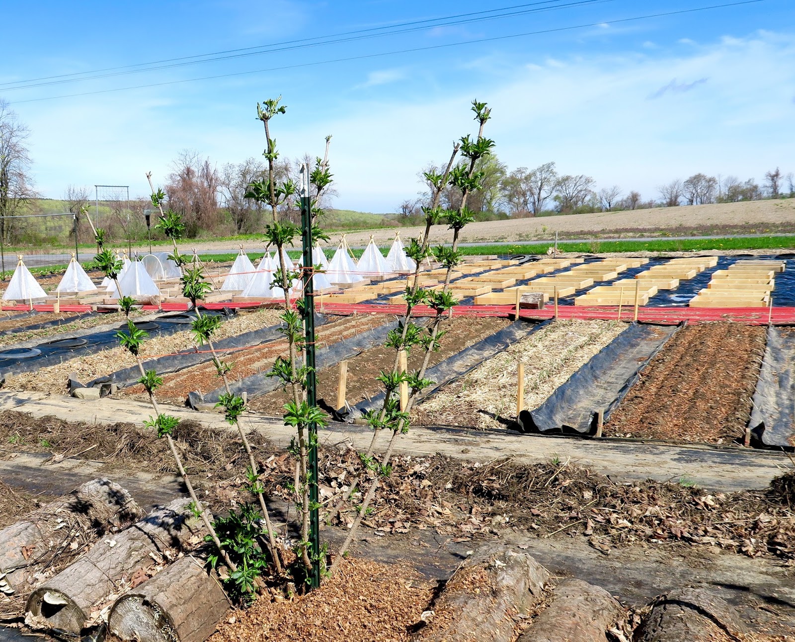 Upland Planting Into A Cover Crop In The Spring