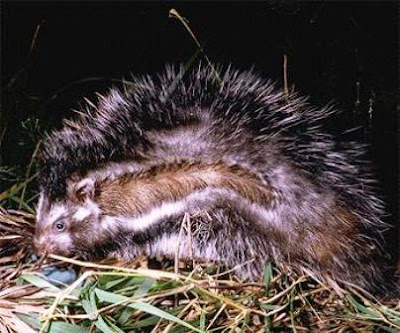 La rata de crin, crestada o hámster de Imhaus (Lophiomys imhausi).