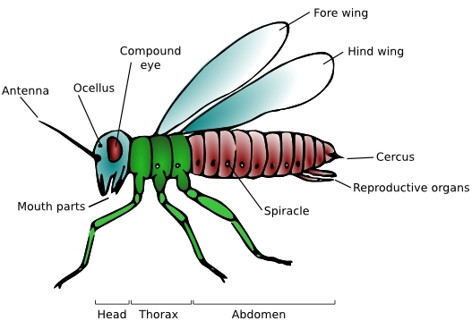 lesson-plan-of-major-groups-of-invertebrates-worms-insects