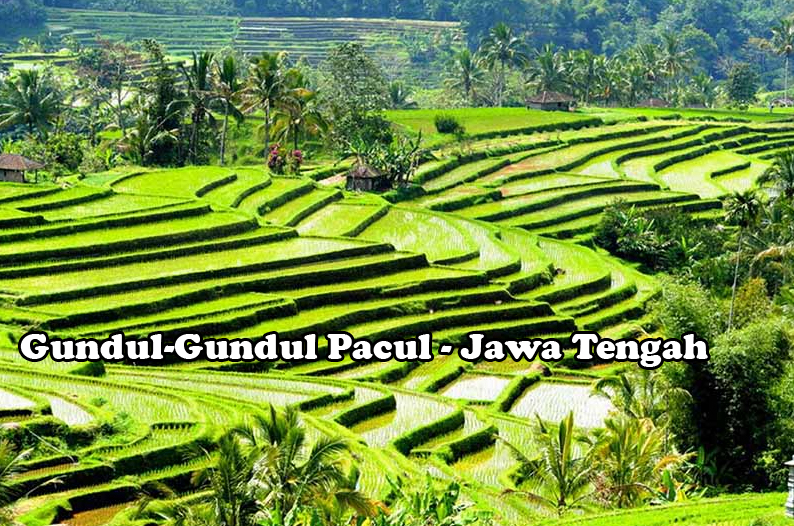 Lirik Lagu Gundul Gundul Pacul Lirik Lagu Gundul Gundul Pacul