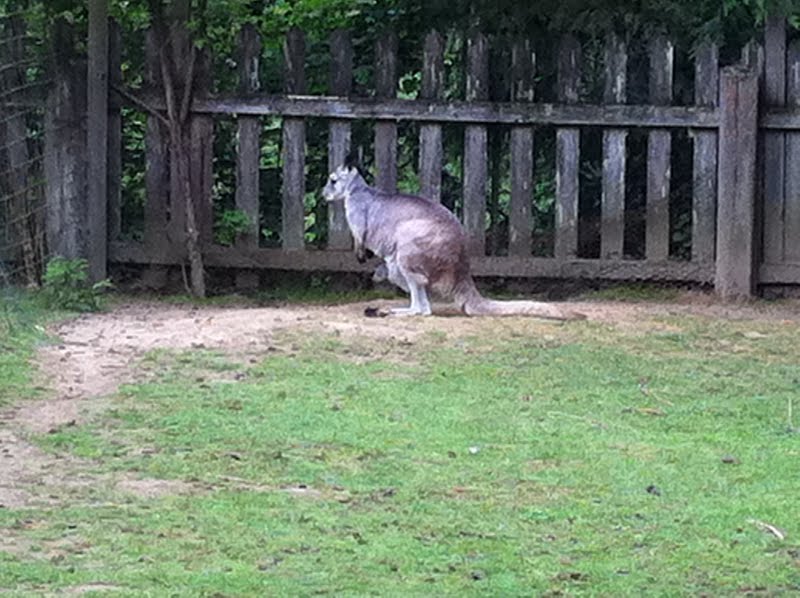 My Pacific Northwest Kangaroo Zoo Arlington 8/13