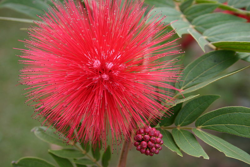 Permanent Link to Real World Gardener Powder Puff Tree is Plant of the Week...