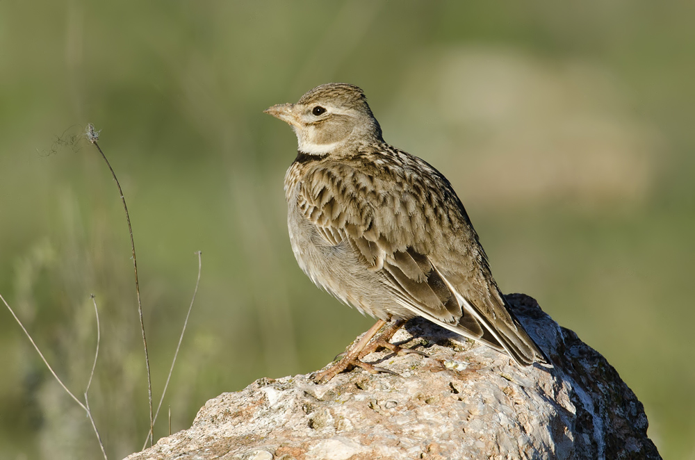 Calandria común, Melanocorypha calandra, Calandra Lark Calandria común, Melanocorypha calandra, Calandra Lark
