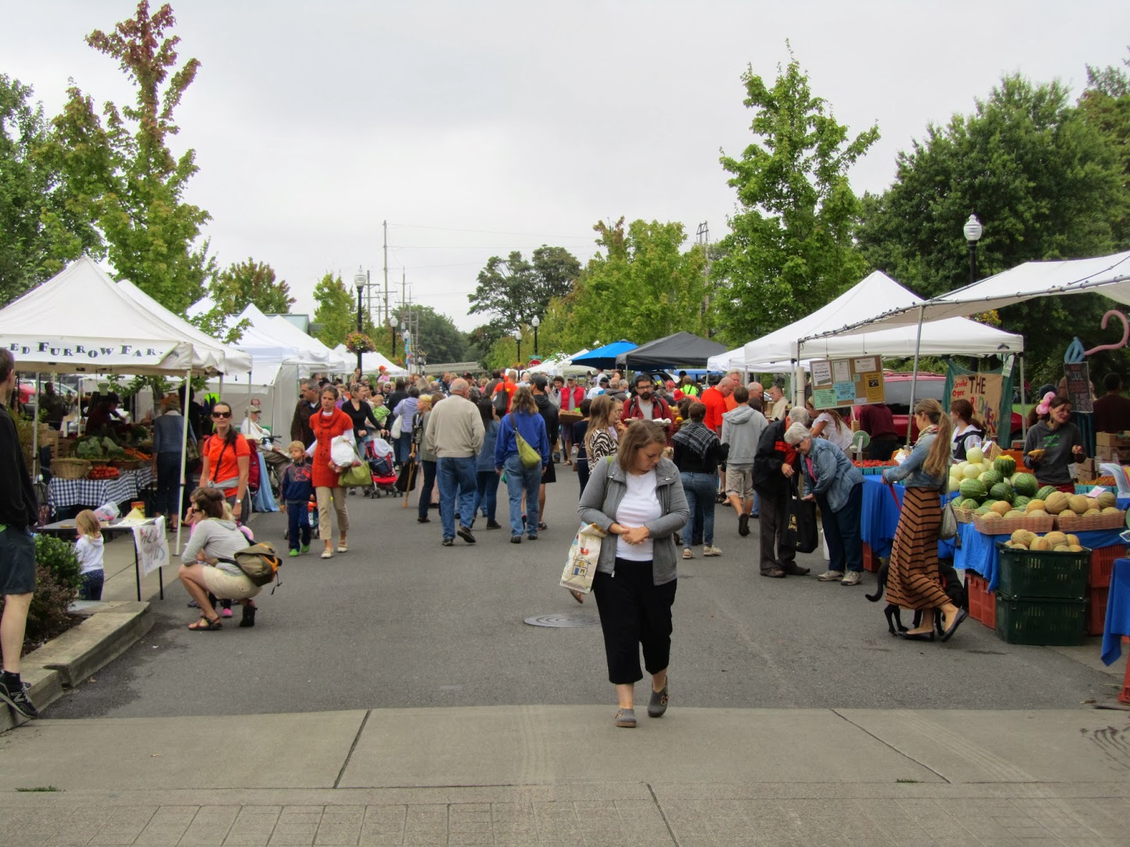 Four Hills of Squash The Corvallis Farmer's Market