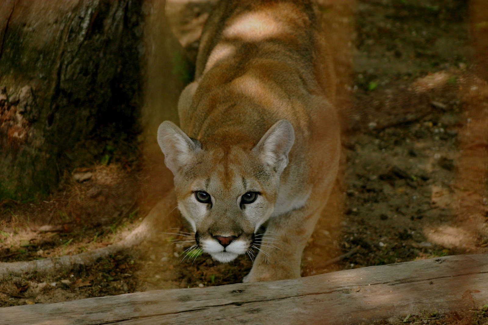 Do Animals Have Instincts