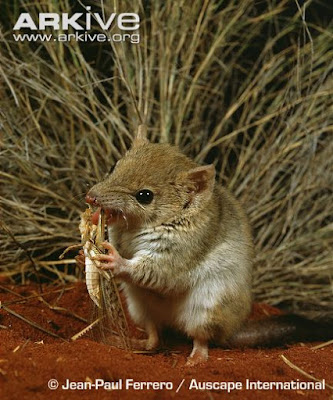 Crest-tailed mulgara